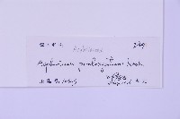 長生鐵角蕨藏品圖，第2張