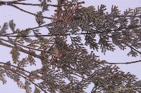 長生鐵角蕨藏品圖，第4張