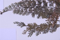 長生鐵角蕨藏品圖，第5張