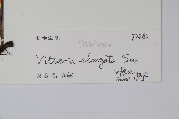 唇邊書帶蕨藏品圖，第2張