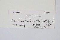 蕗蕨藏品圖，第2張