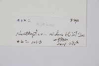 巢蕨藏品圖，第2張