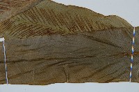 巢蕨藏品圖，第3張