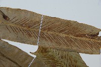 巢蕨藏品圖，第4張