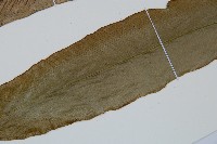 巢蕨藏品圖，第5張