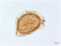 巢蕨藏品圖，第3張