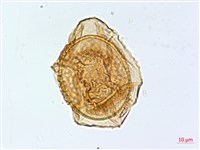 巢蕨藏品圖，第4張