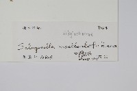 江南卷柏藏品圖，第2張