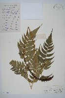 鐮形假毛蕨藏品圖，第1張