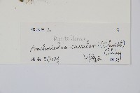 鐮形假毛蕨藏品圖，第2張