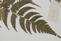 鐮形假毛蕨藏品圖，第3張