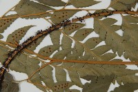 鐮形假毛蕨藏品圖，第4張