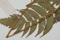 鐮形假毛蕨藏品圖，第5張