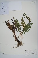 鐮形假毛蕨藏品圖，第6張