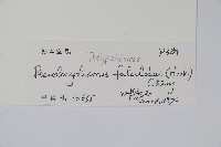 鐮形假毛蕨藏品圖，第7張