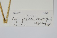 大線蕨藏品圖，第2張