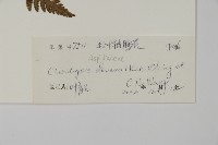 毛葉軸脈蕨藏品圖，第2張