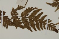 毛葉軸脈蕨藏品圖，第3張
