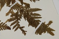 毛葉軸脈蕨藏品圖，第4張