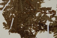 毛葉軸脈蕨藏品圖，第5張