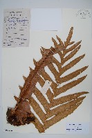 崖薑蕨藏品圖，第1張