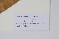 崖薑蕨藏品圖，第2張