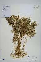 二形卷柏藏品圖，第1張