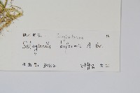 二形卷柏藏品圖，第2張