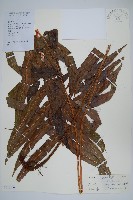 披針新月蕨藏品圖，第1張