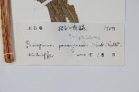 披針新月蕨藏品圖，第2張