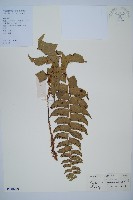 鐮羽貫眾藏品圖，第1張