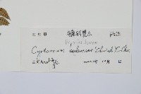 鐮羽貫眾藏品圖，第2張