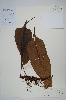 盾蕨藏品圖，第1張