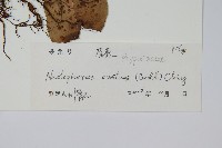 盾蕨藏品圖，第2張