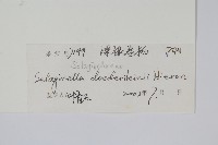 生根卷柏藏品圖，第2張