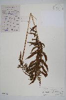 密腺副金星蕨藏品圖，第1張