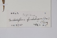 密腺副金星蕨藏品圖，第2張