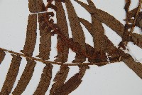 毛柄蹄蓋蕨藏品圖，第3張