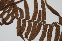 毛柄蹄蓋蕨藏品圖，第4張