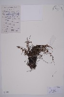 鞭葉鐵線蕨藏品圖，第1張