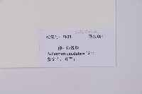 鞭葉鐵線蕨藏品圖，第2張