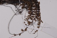 鞭葉鐵線蕨藏品圖，第3張