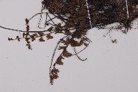鞭葉鐵線蕨藏品圖，第4張