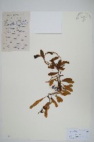 抱樹石葦藏品圖，第1張