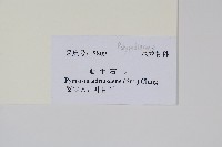 抱樹石葦藏品圖，第2張