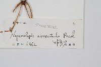 毛葉腎蕨藏品圖，第2張