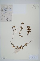 抱樹蕨、伏石蕨藏品圖，第1張