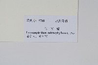 抱樹蕨、伏石蕨藏品圖，第2張