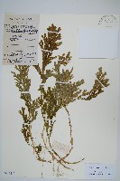 生根卷柏藏品圖，第1張