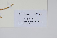 生根卷柏藏品圖，第2張